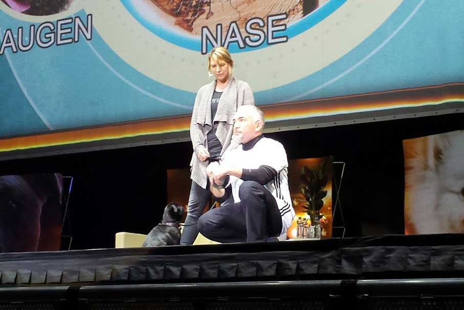 Auftritte beim Hundeflüsterer Cesar Millan